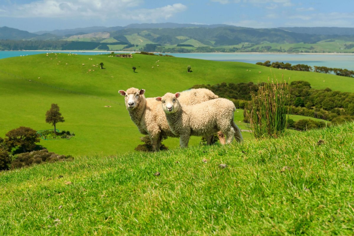 Ovce na Novém Zélandu