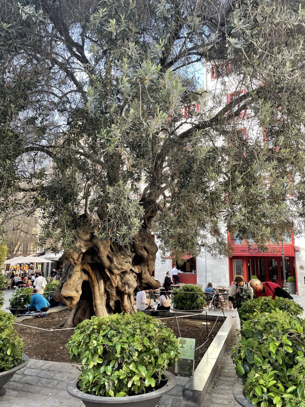 Starý olivovník
