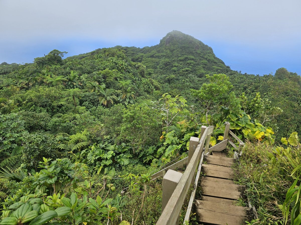 Mount Scenery Trail