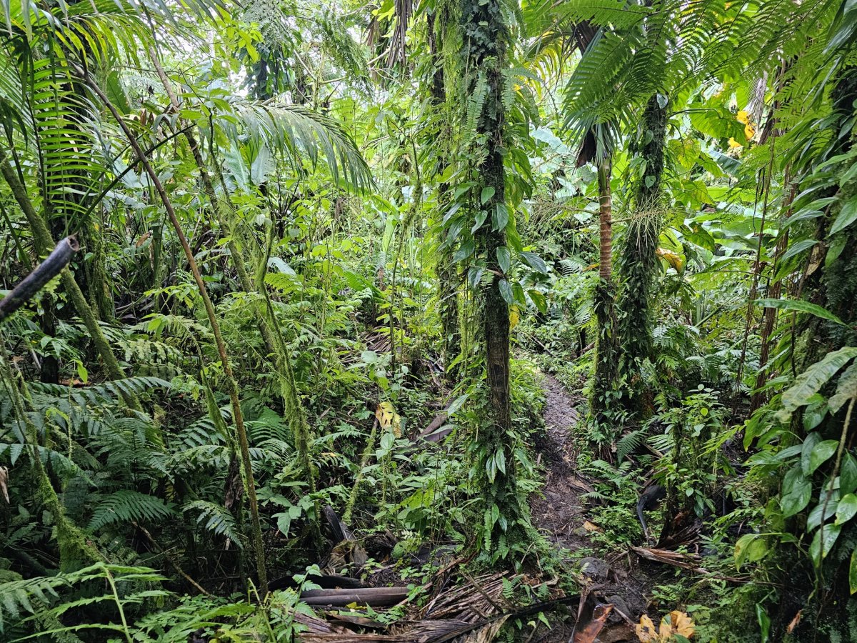 Elfin Forest Trail