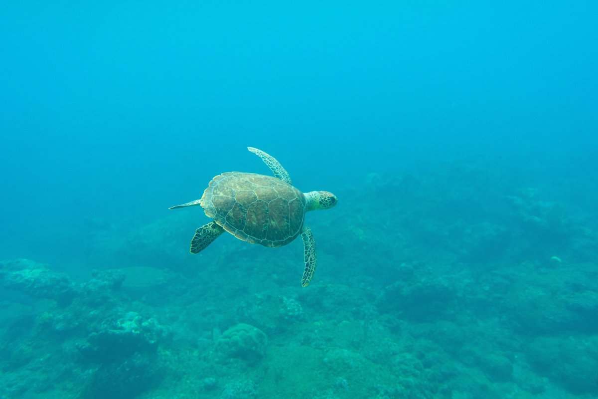 Potápění Saba