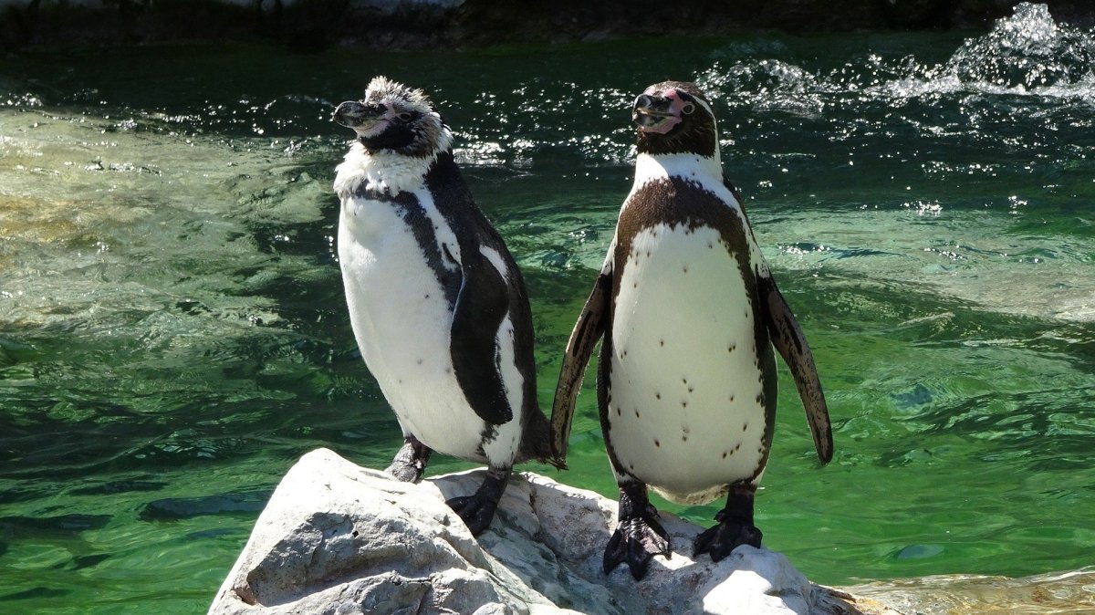 Tučňák v zoo Schönbrunn