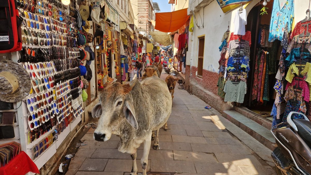 běžný život v ulicích Pushkaru