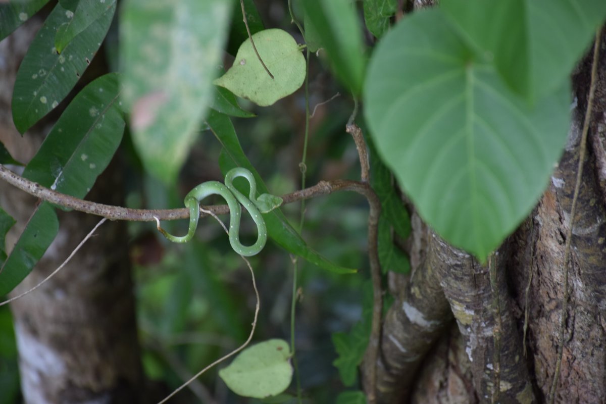 Tabin, Sabah, Borneo