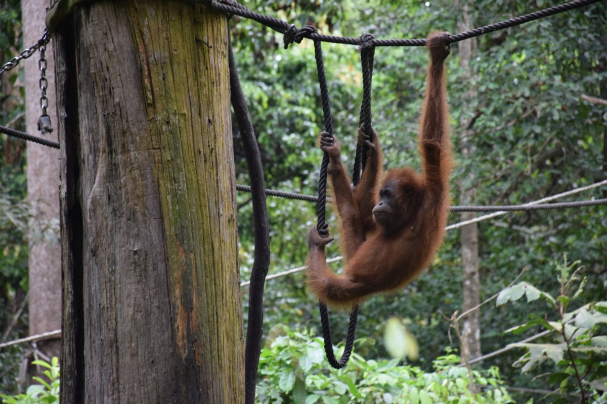 Rehabilitační centrum organgtanů v Sepiloku, Sabah, Borneo