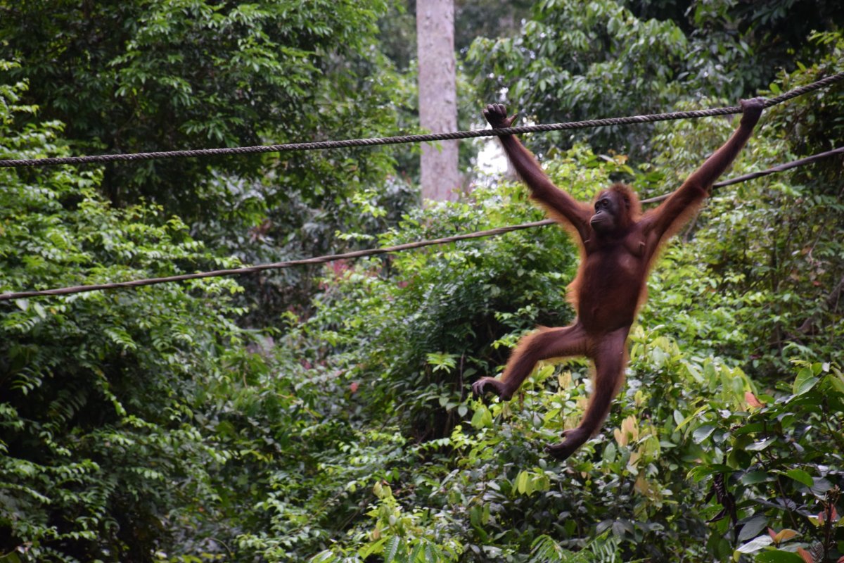 Sabah, Borneo