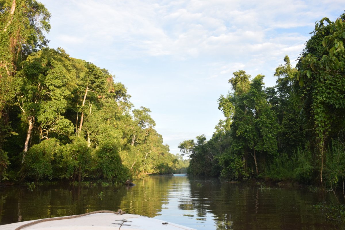 Říční safari na Kinabatangan River, Sabah, Borneo