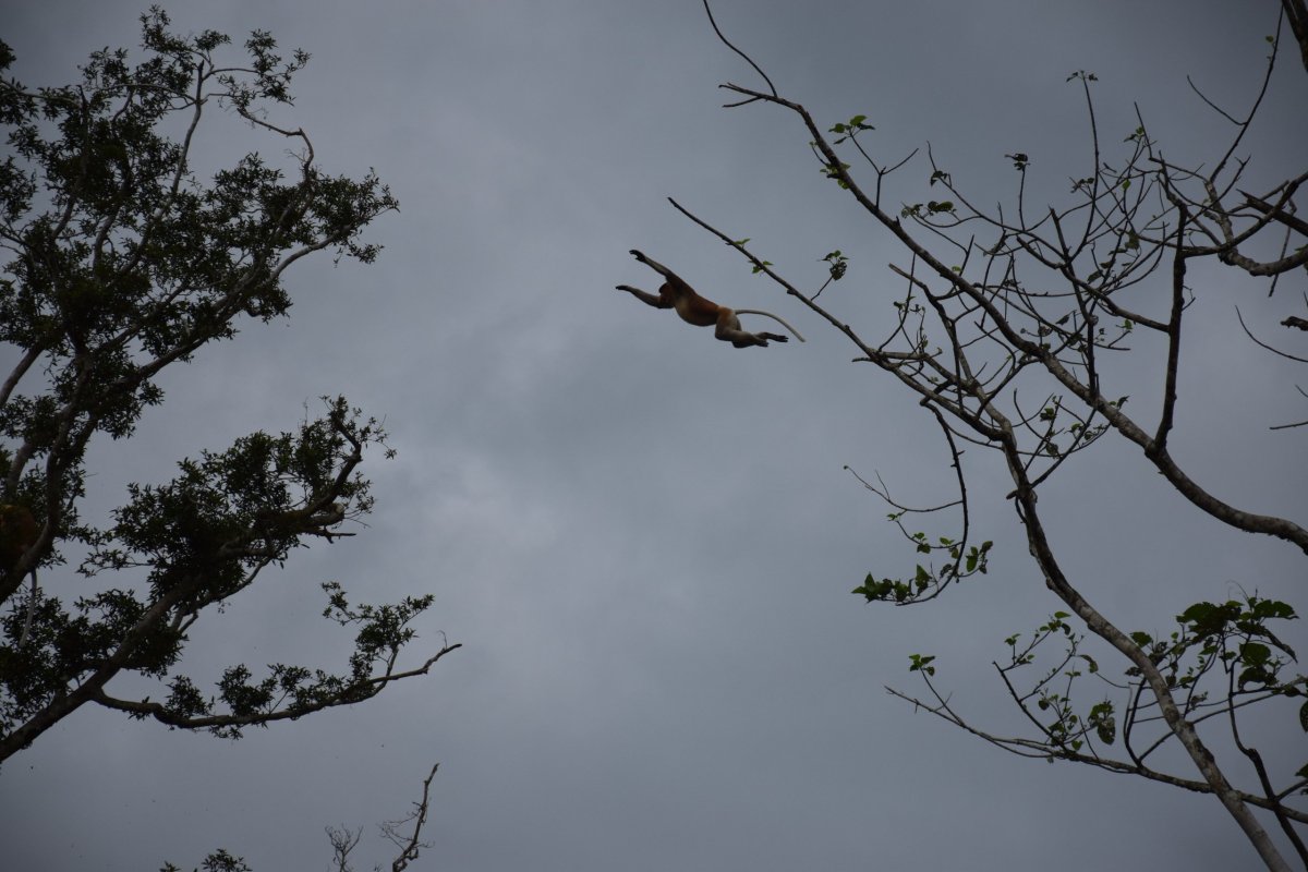 Kinabatangan river, Sabah, Borneo