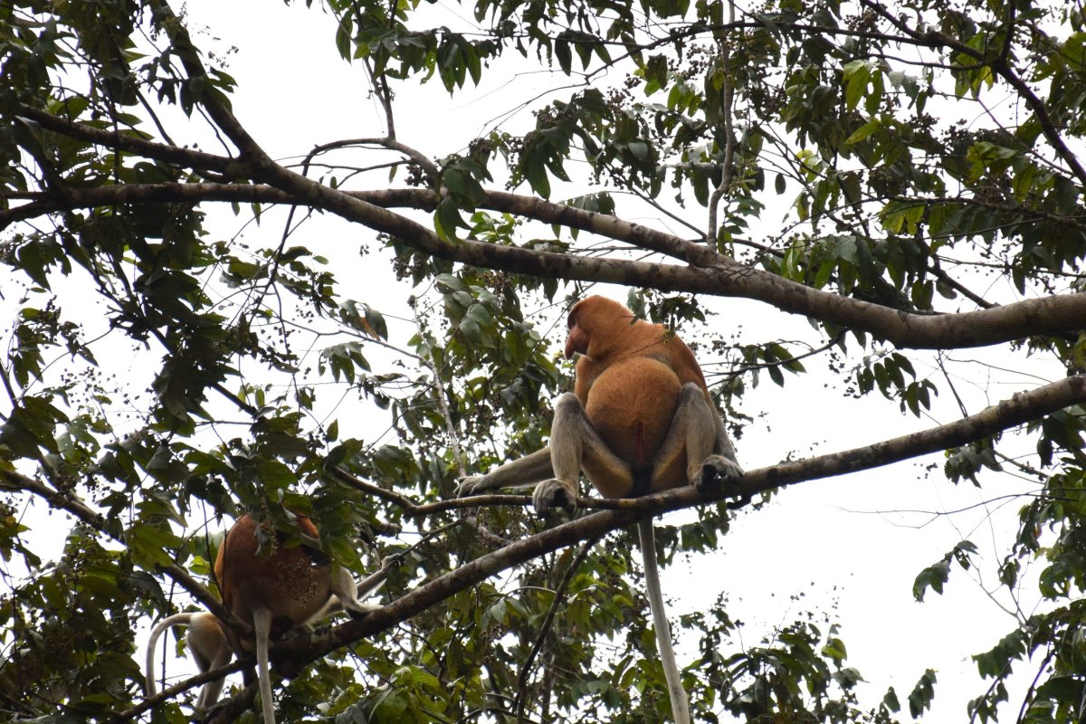 Mokřady Klias, Sabah, Borneo