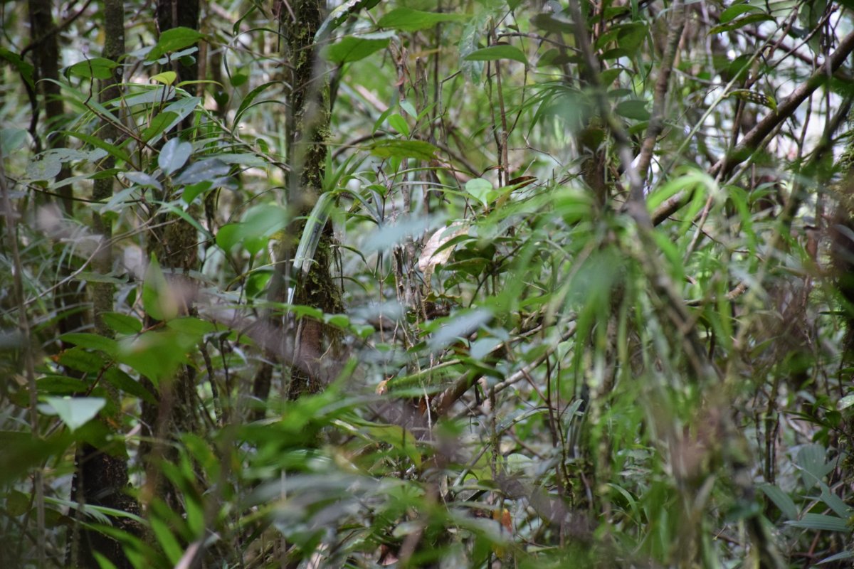 Povodí řeky Maliau, Sabah, borneo