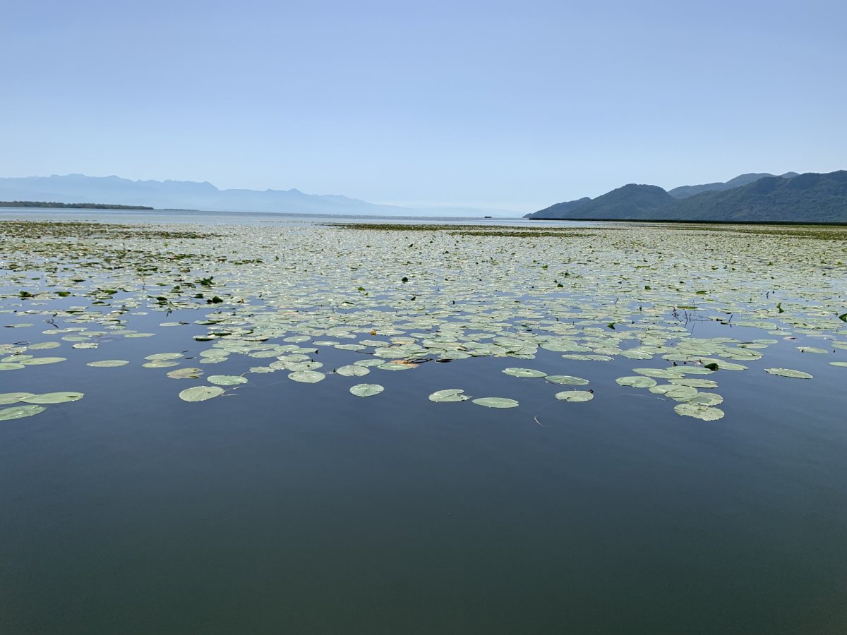 Skadarské jezero