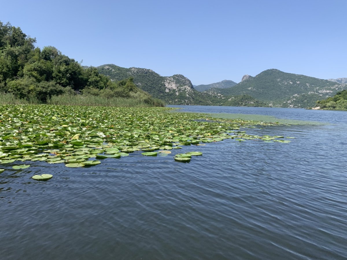 Skadarské jezero