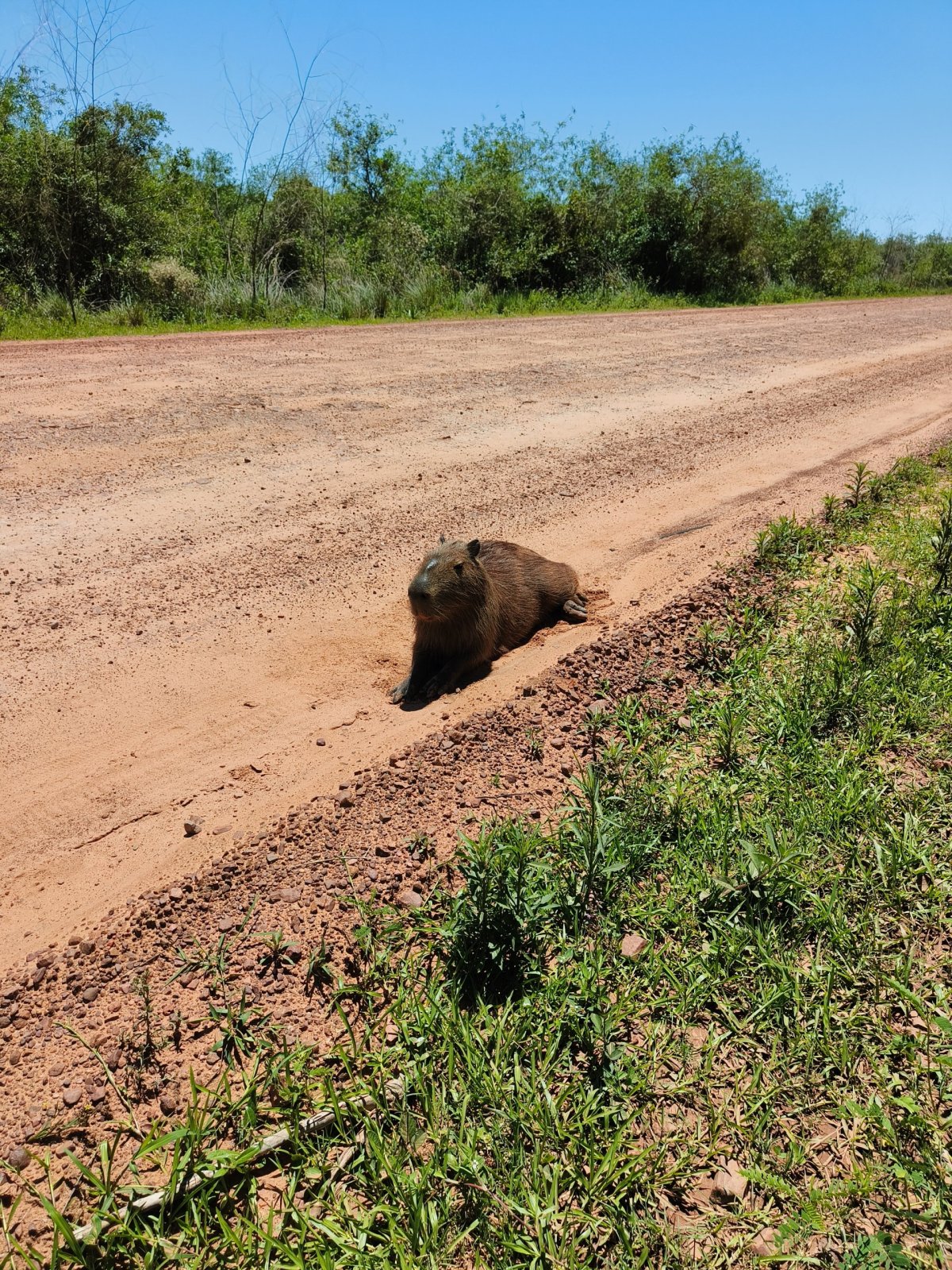 kapybara