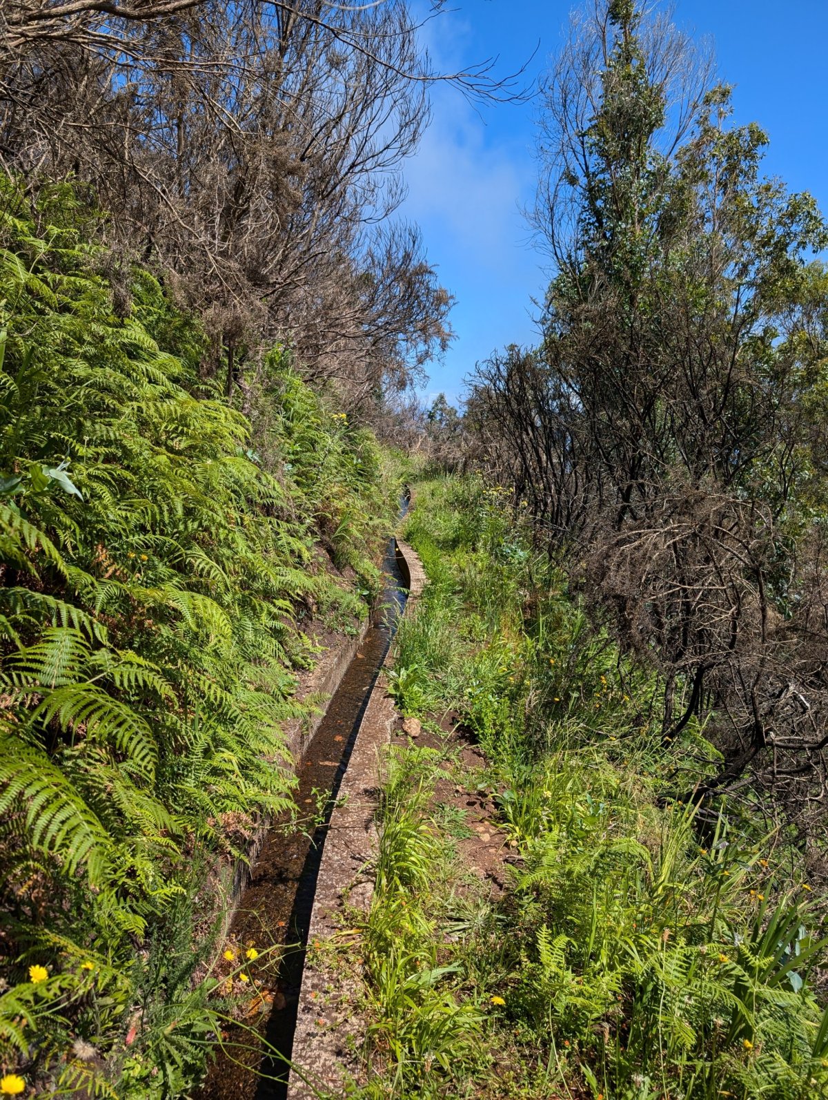 Levada do Calvário