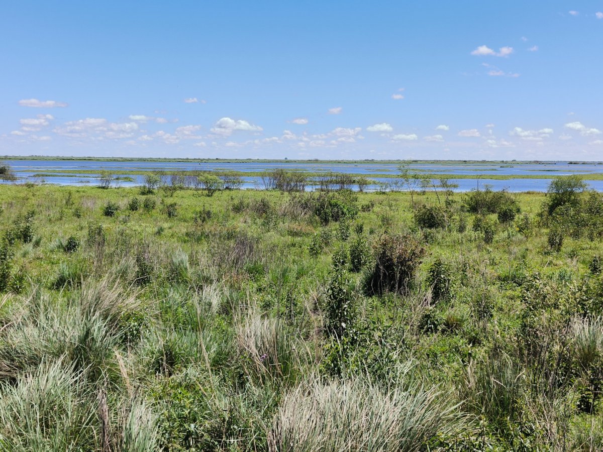 Laguna Ibera