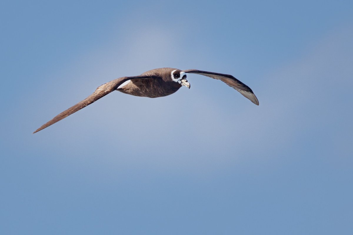 Buřňák tristanský (Spectacled Petrel)