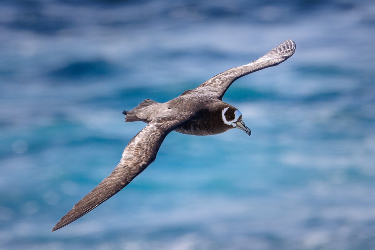 Buřňák tristanský (Spectacled Petrel)