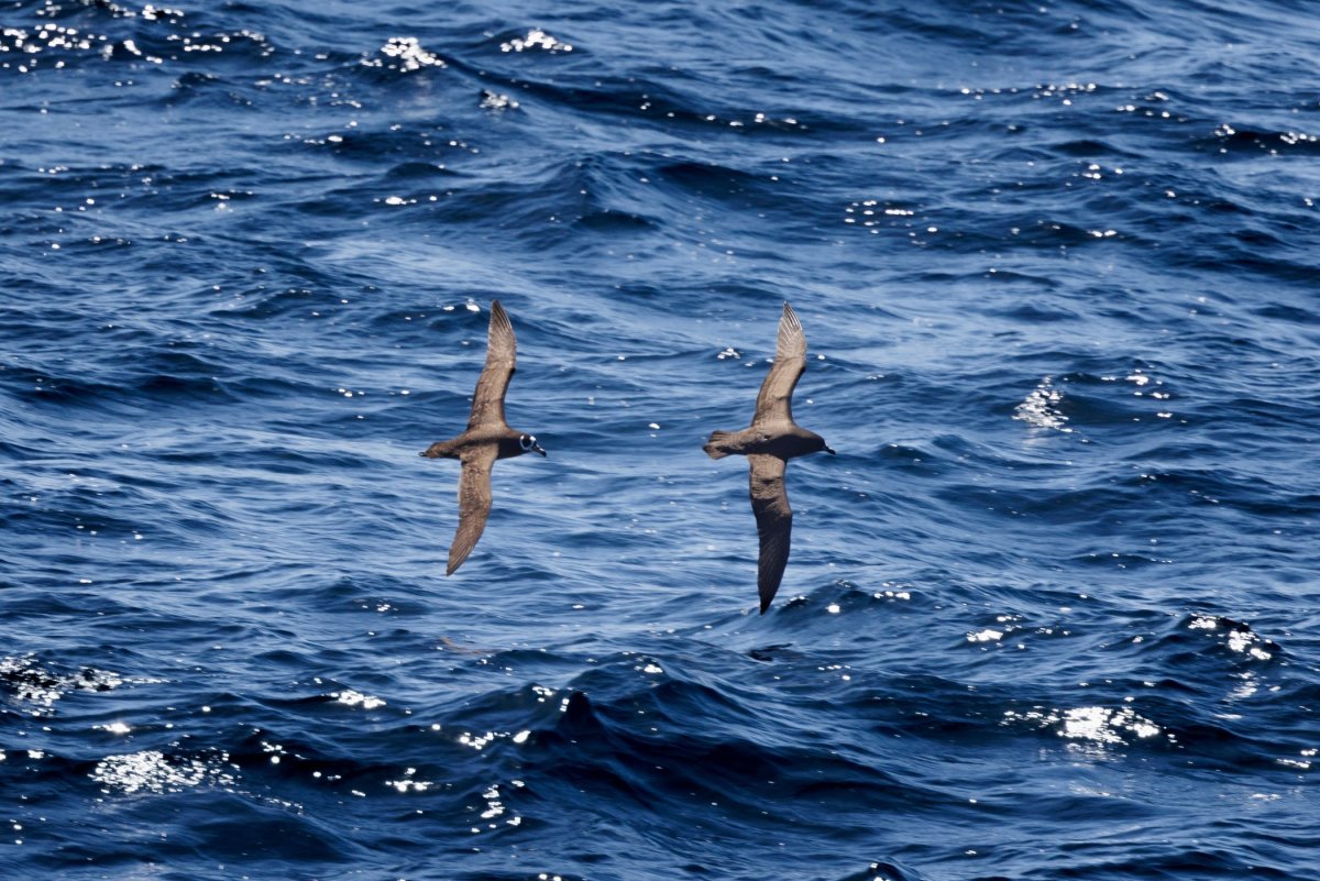 Buřňák tristanský (Spectacled Petrel)