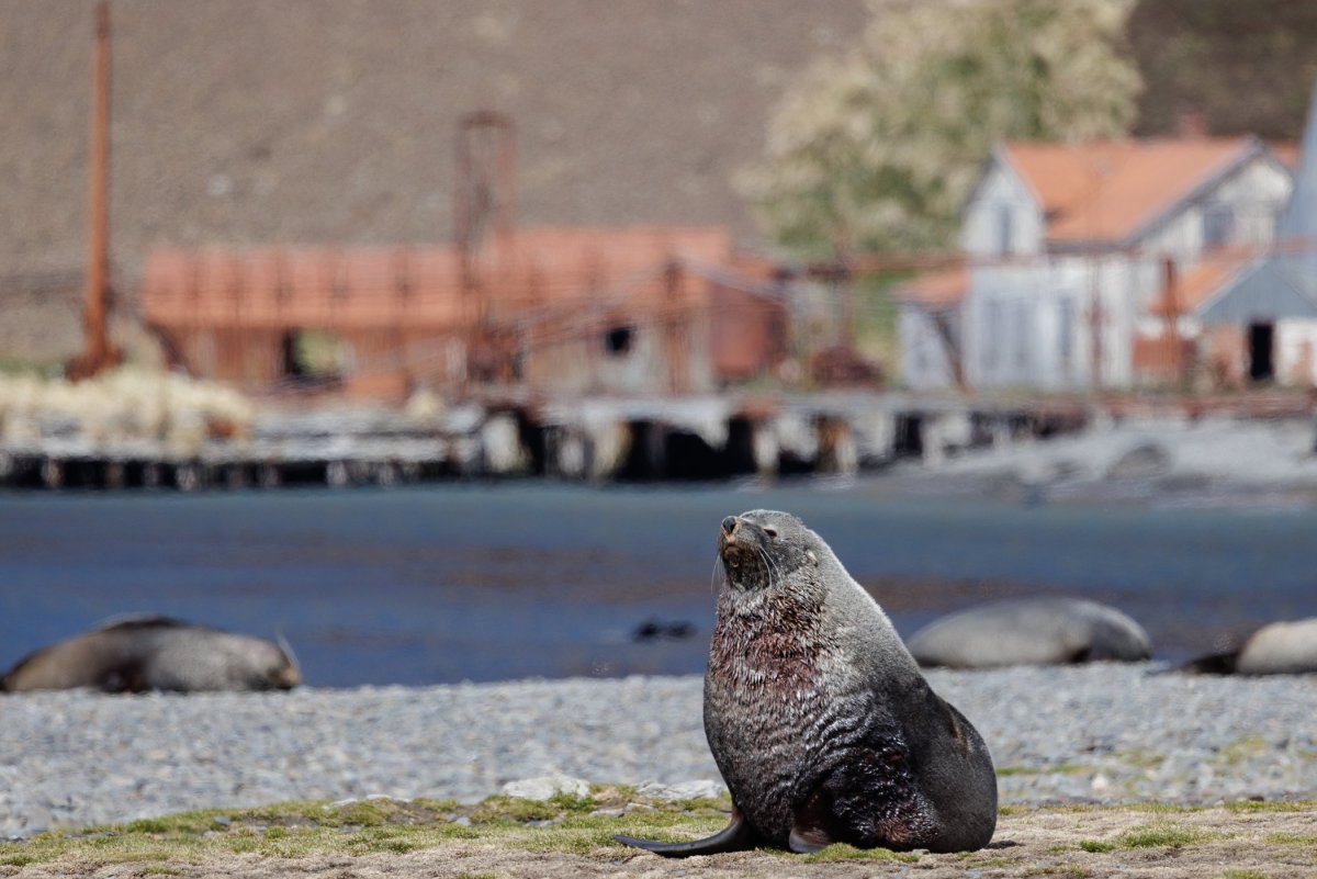 Stromness