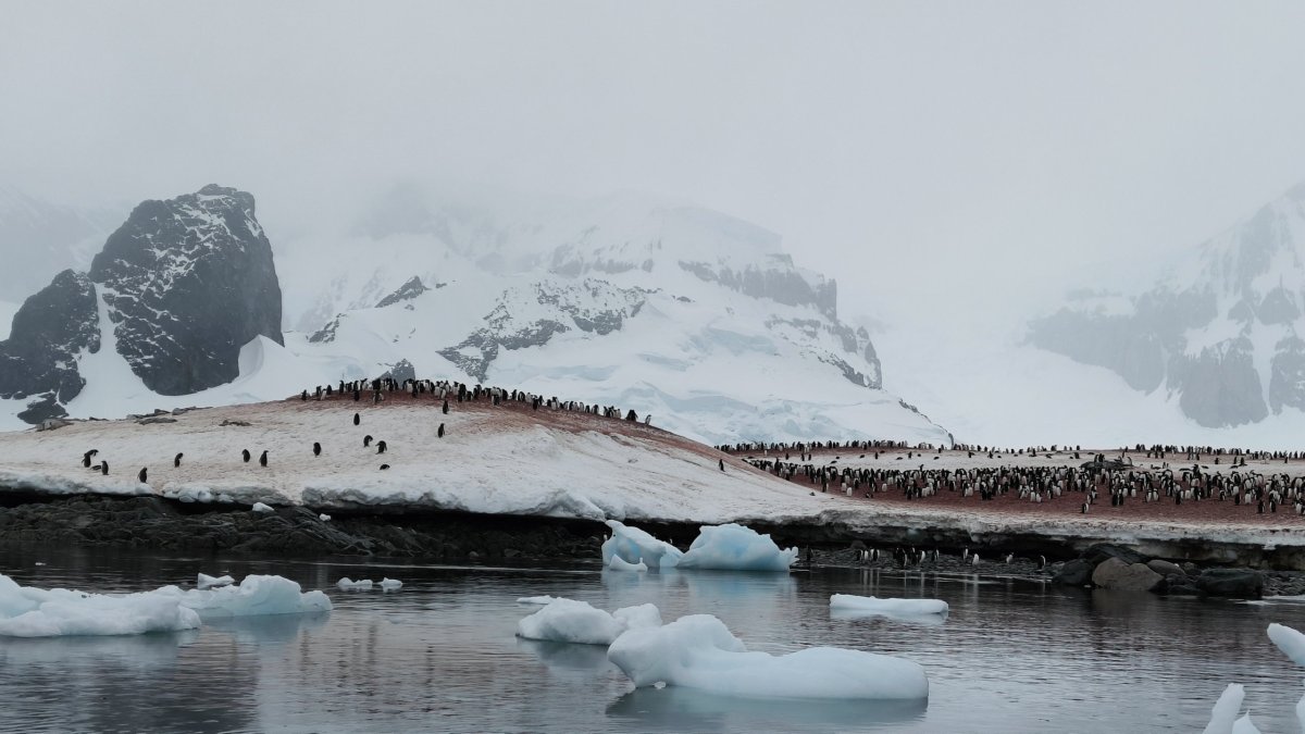 Cuverville island