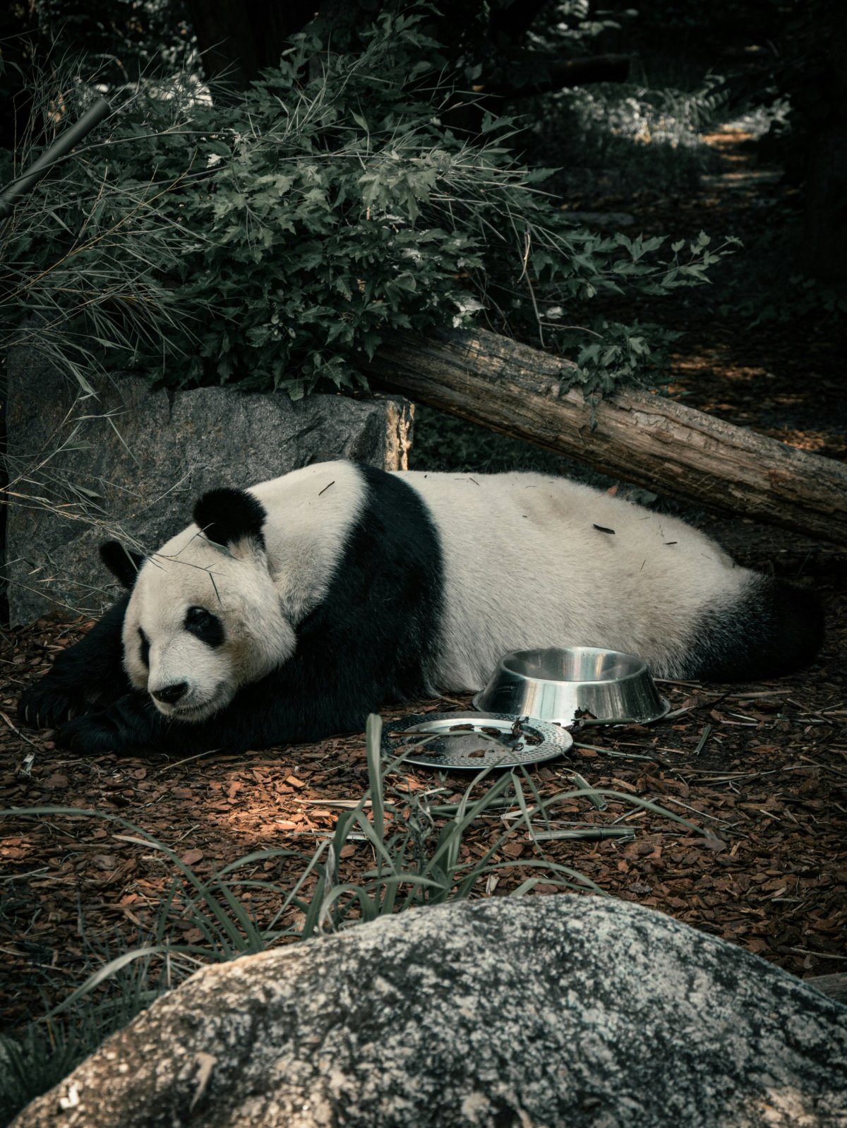 Panda velká v Zoo Vídeň