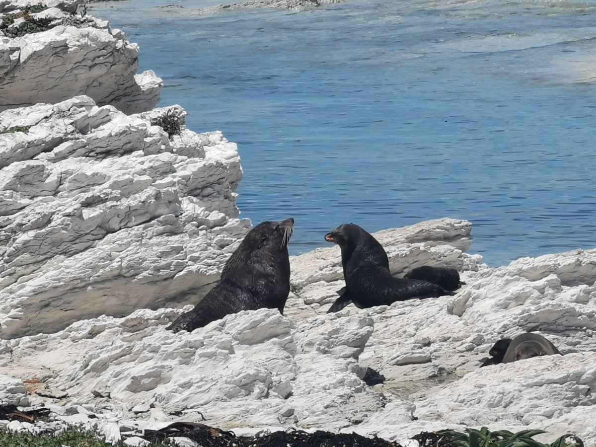 Kaikoura Pennisula Walkway