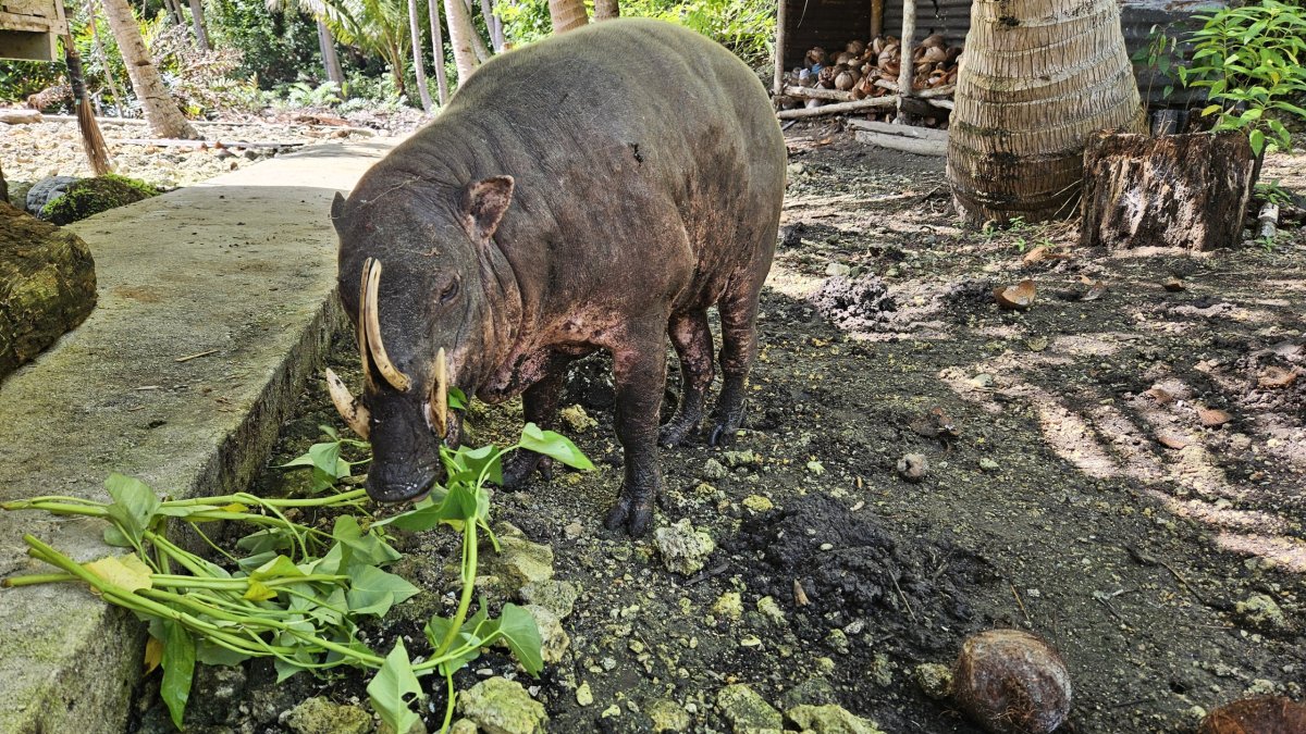 Babirusa - endemické prase na Togianských ostrovech