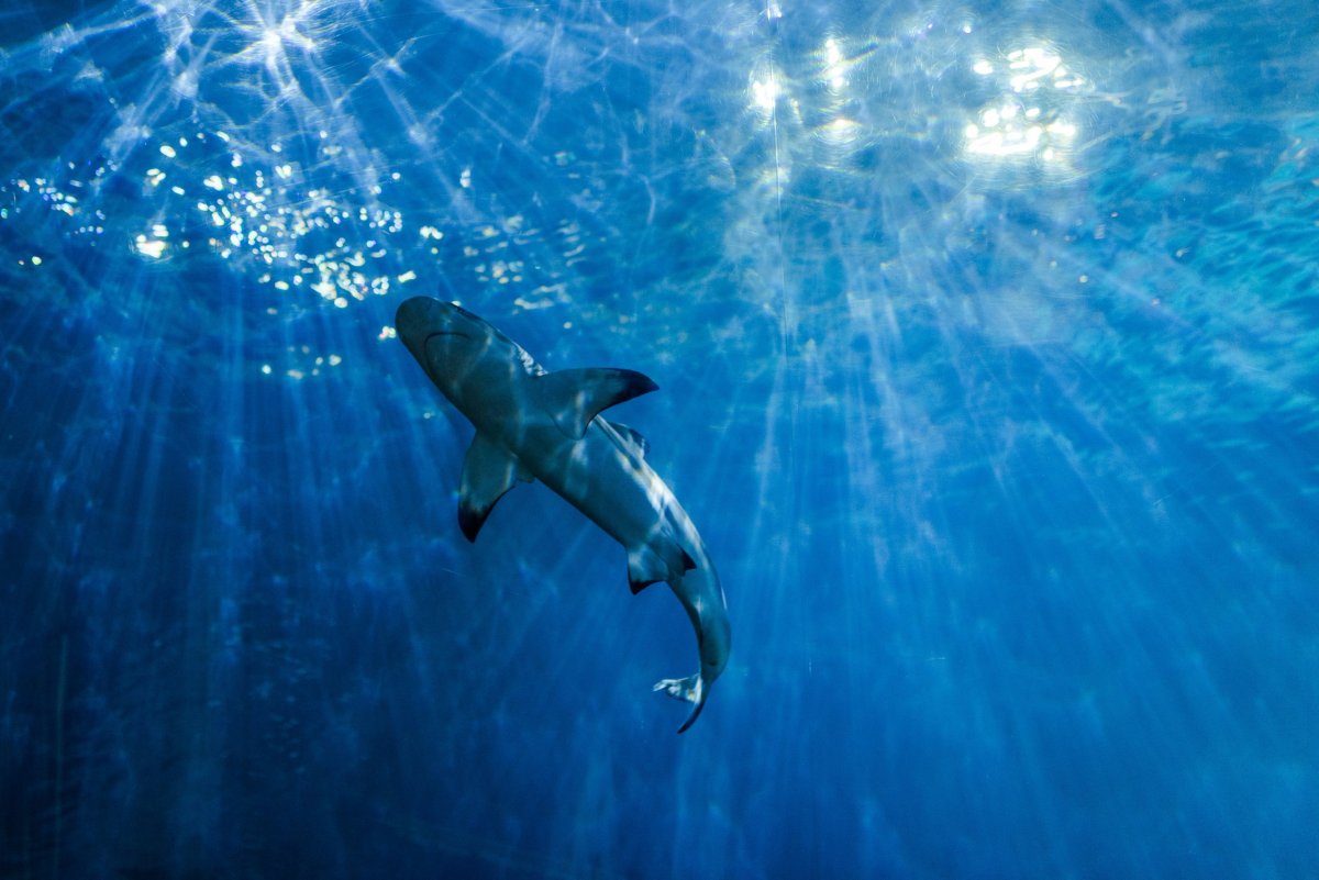 Shedd Aquarium