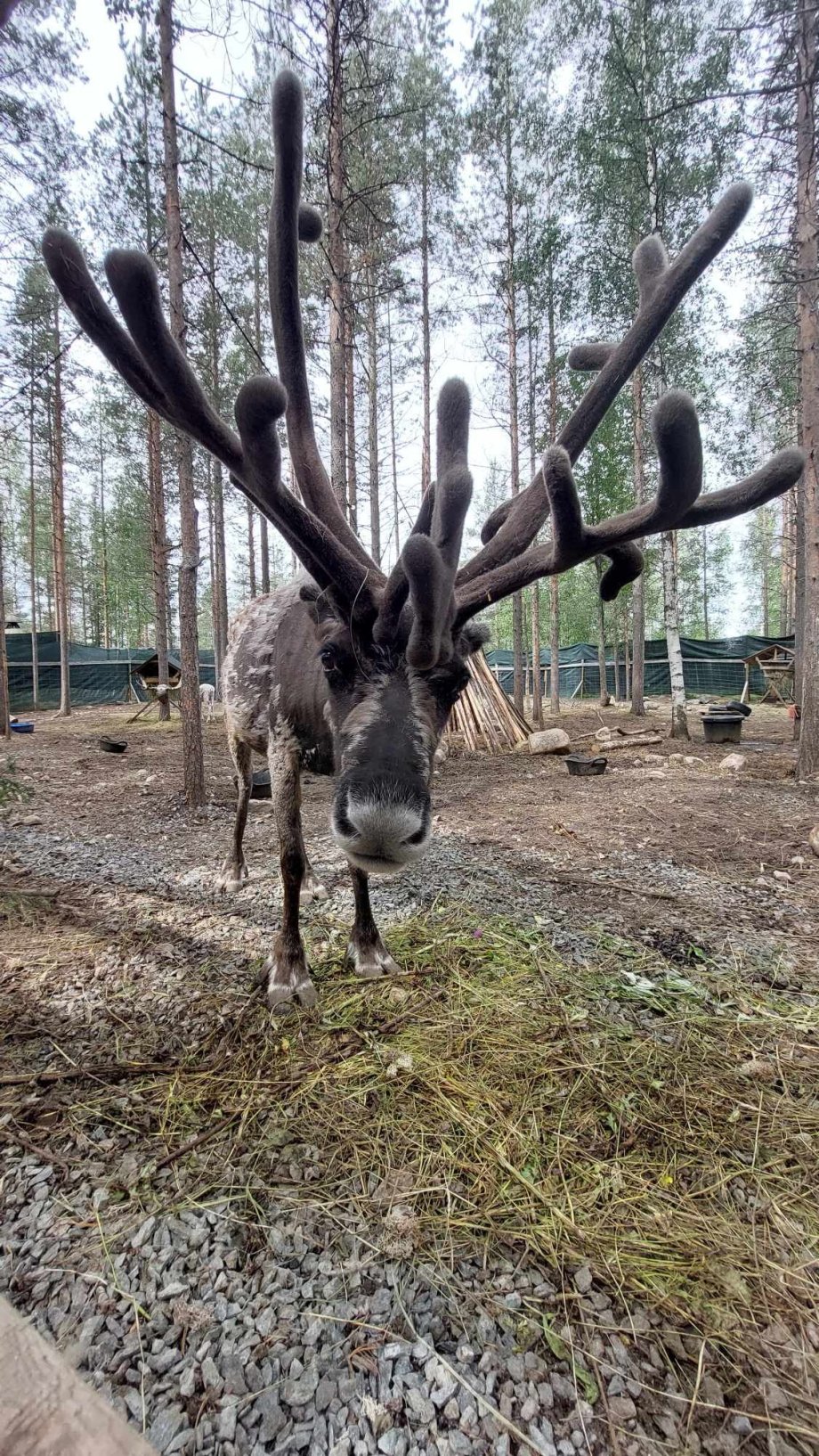 Mini zoo a krmení sobů