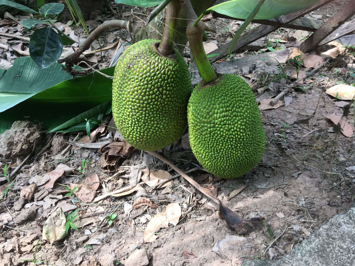 Durian nebo jack fruit, pletu si to :D