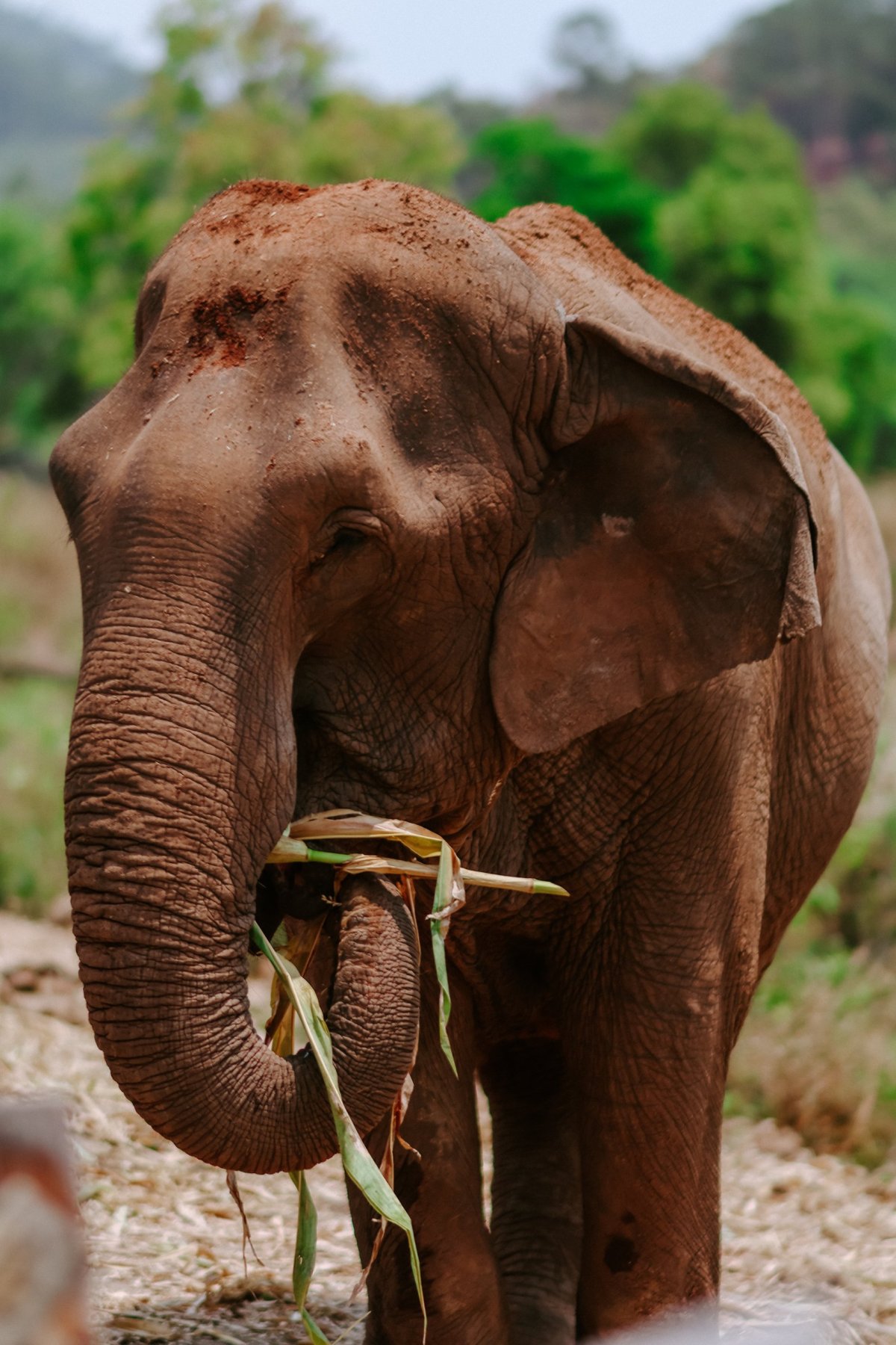 living green elephant sanctuary