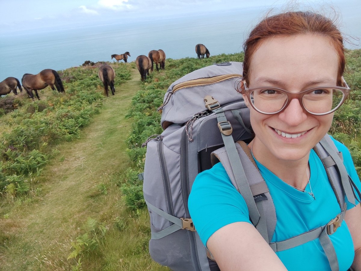 Exmoorští poníci na výběžku Foreland