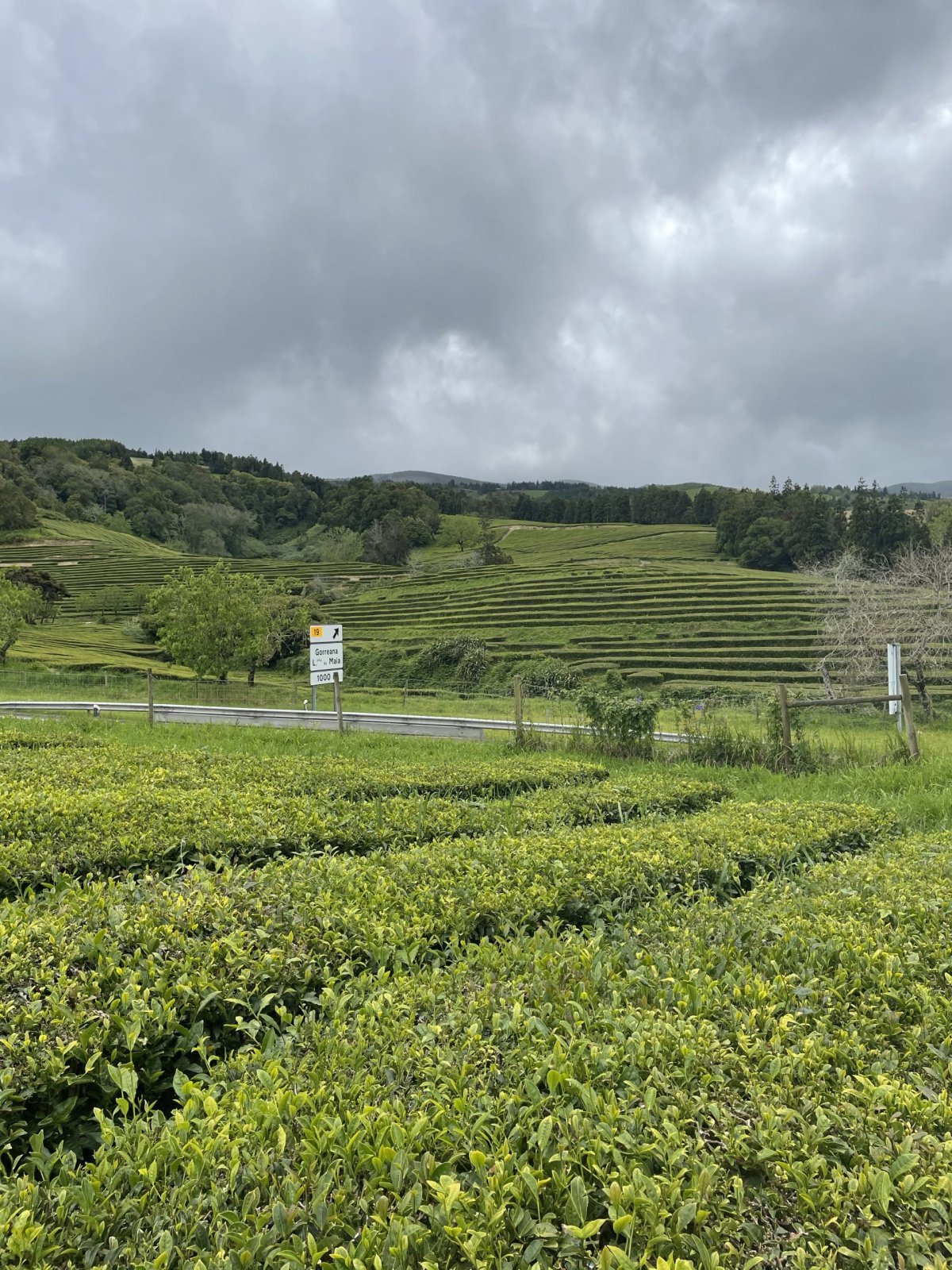 Gorreana Tea Factory