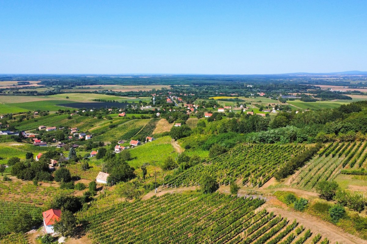 Výhled na vinice