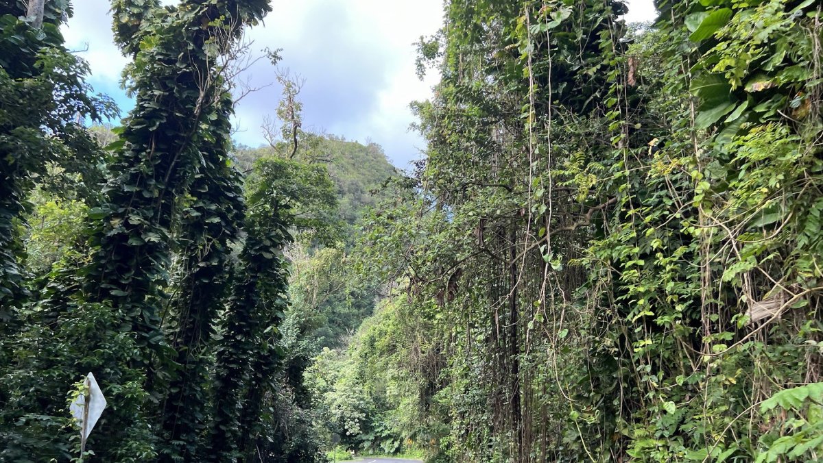 Road to Hana