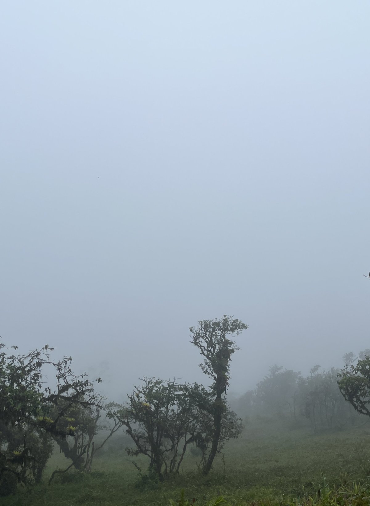 takhle dobře jsme viděli Mt. Pelée