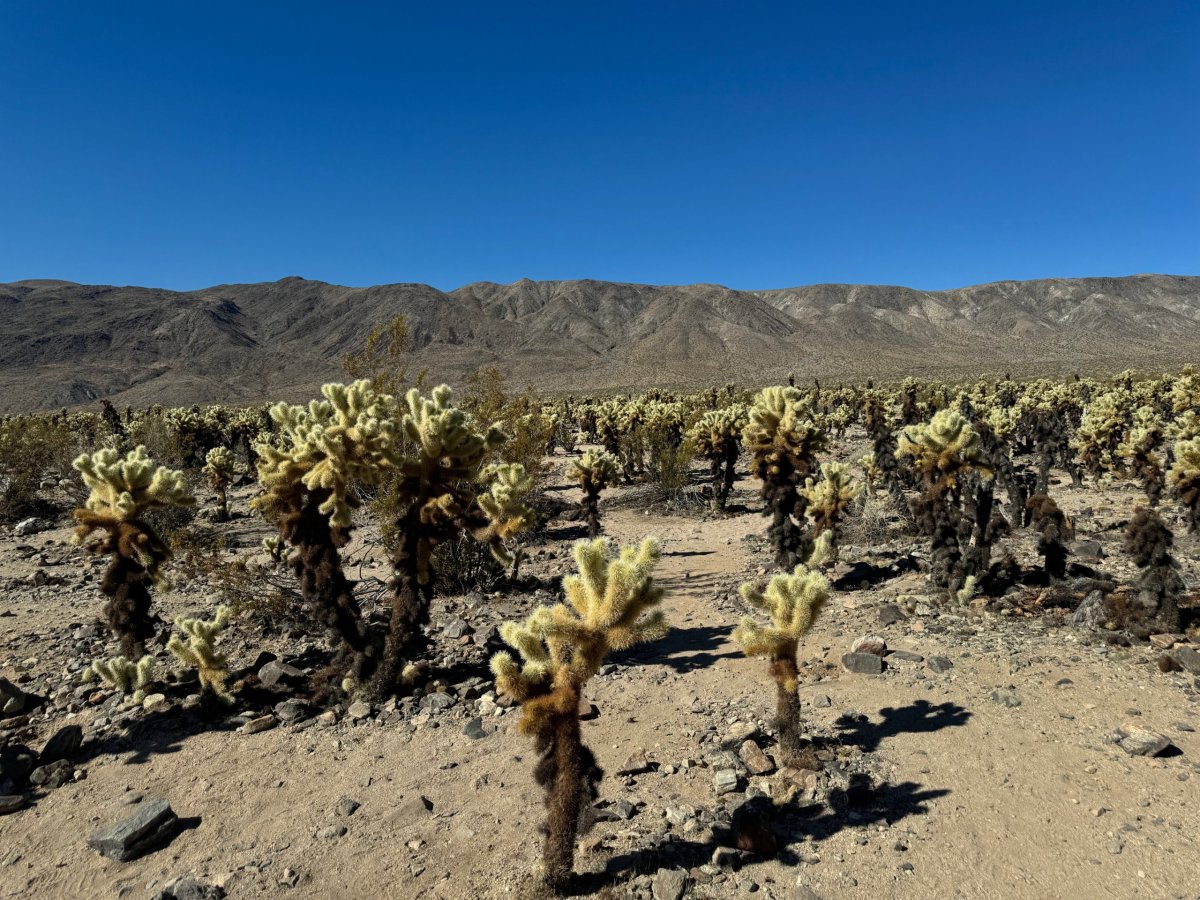 Cholla Cactus Garden