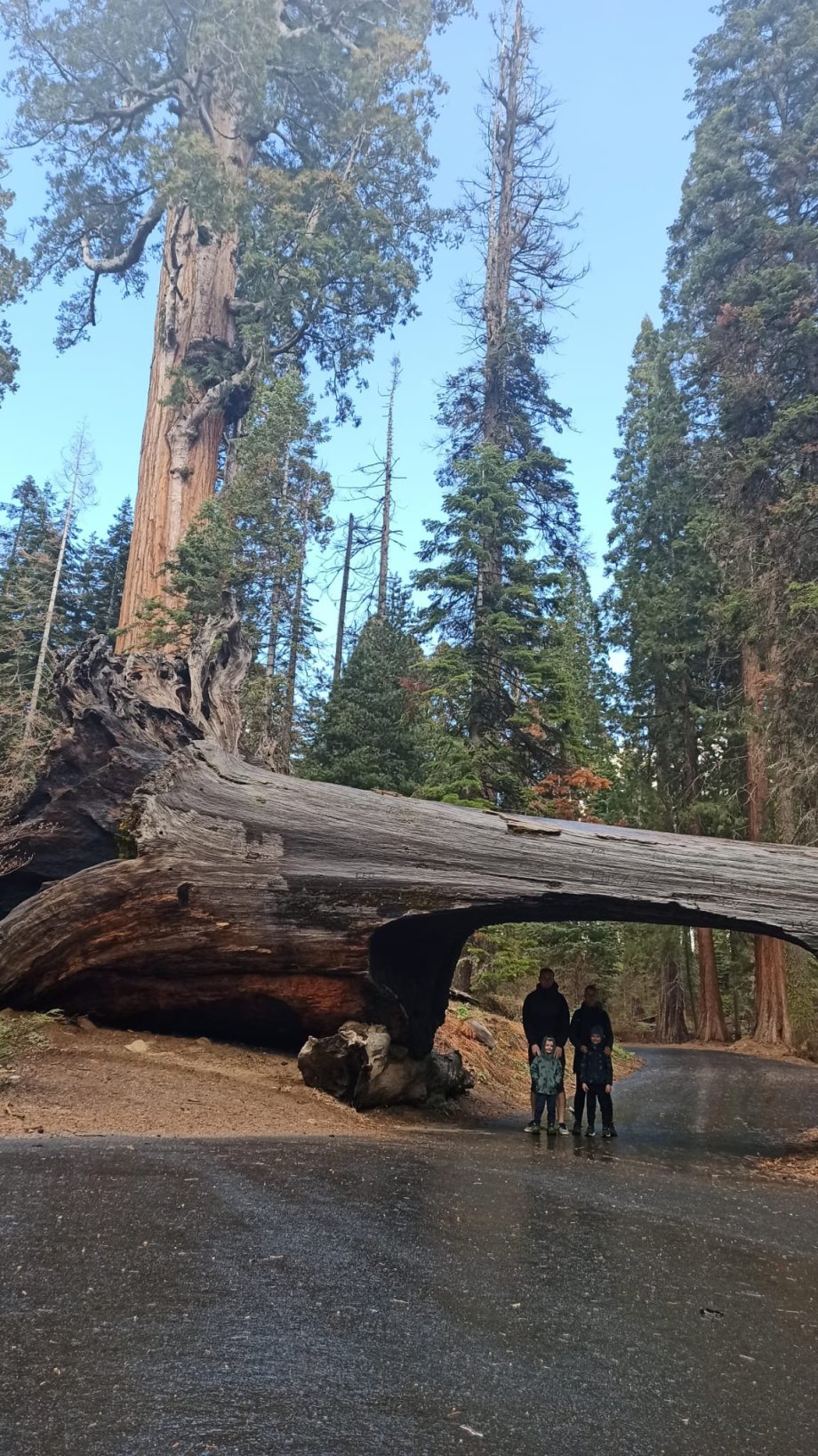 Sequoia NP