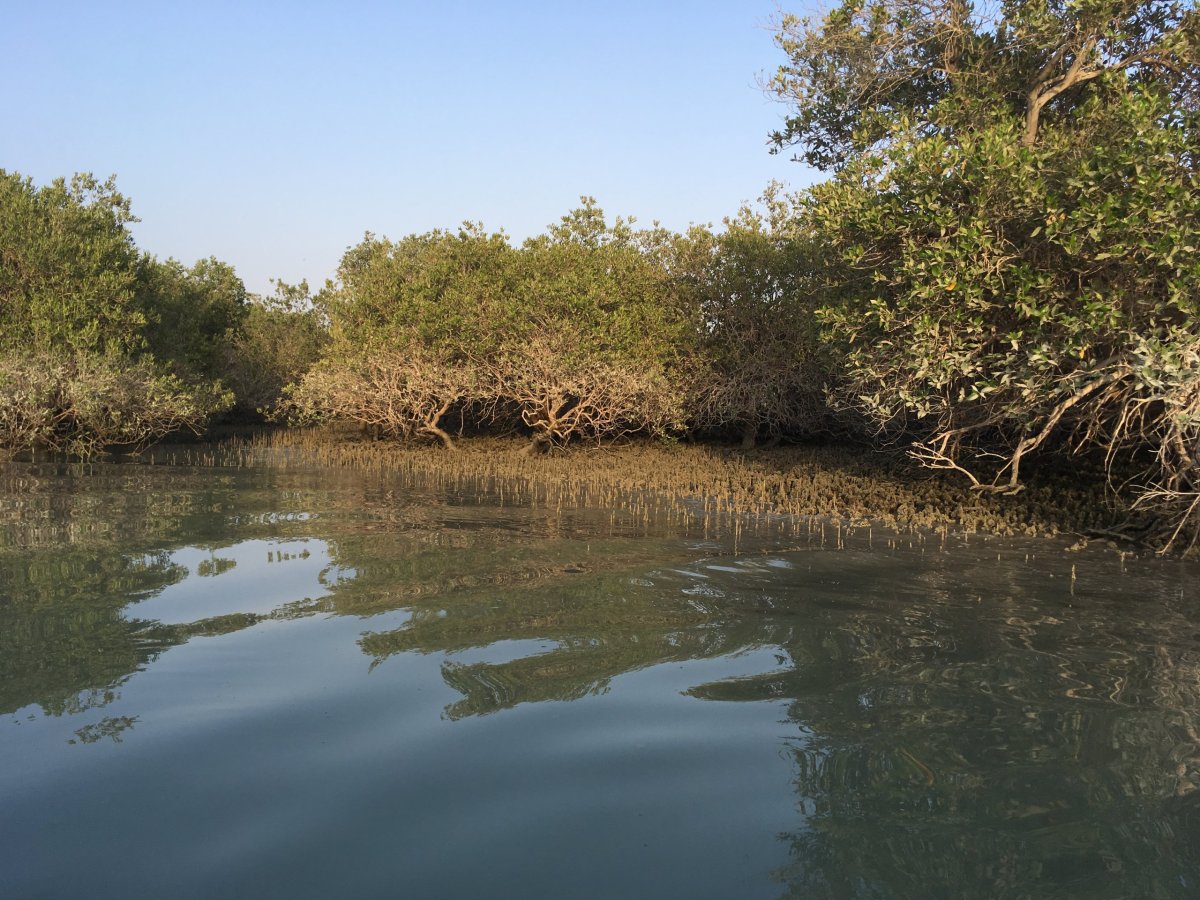 Mangrovový les