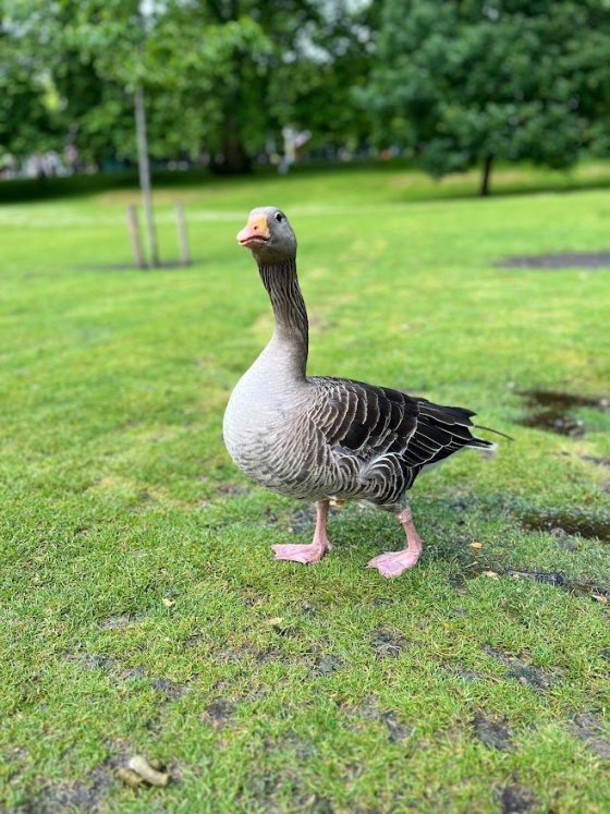 St. James's Park