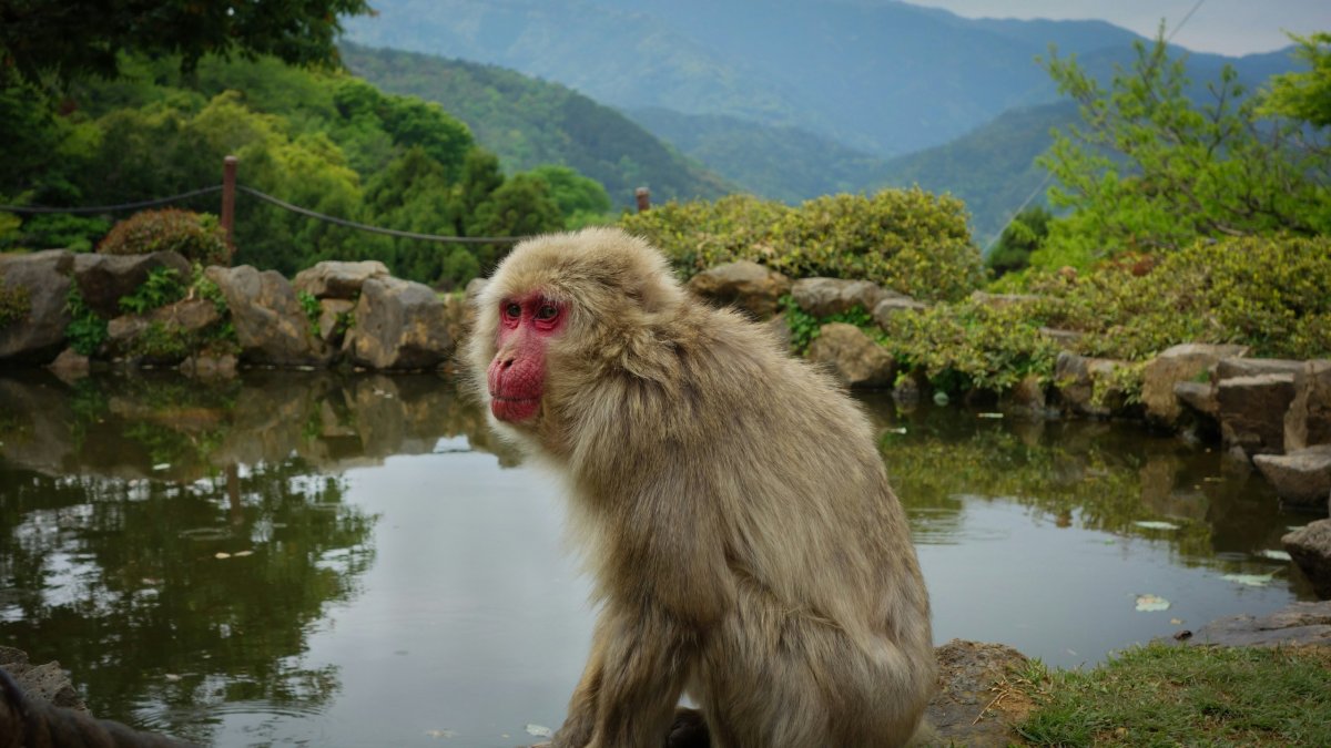 Arashiyama Monkey Park