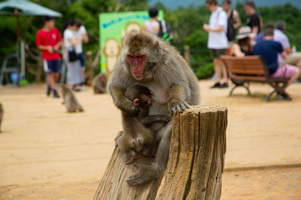 Iwatayama Monkey Park