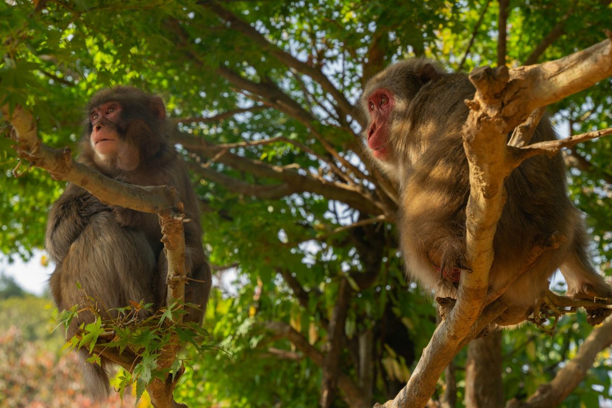 Iwatayama Monkey Park