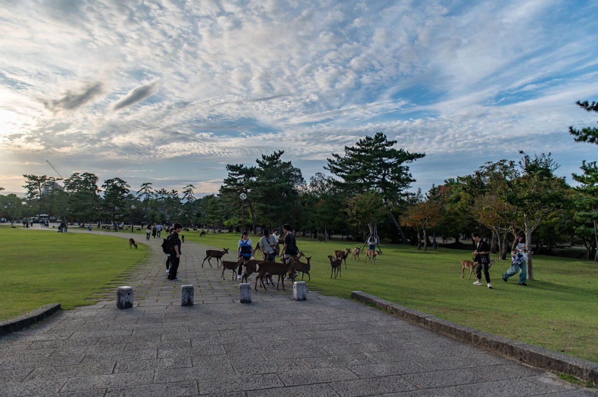 Nara Park