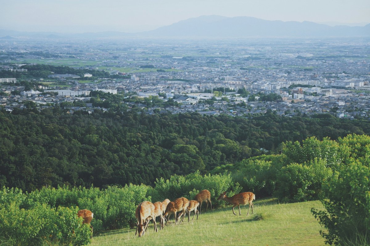 Výhled z Nara Park