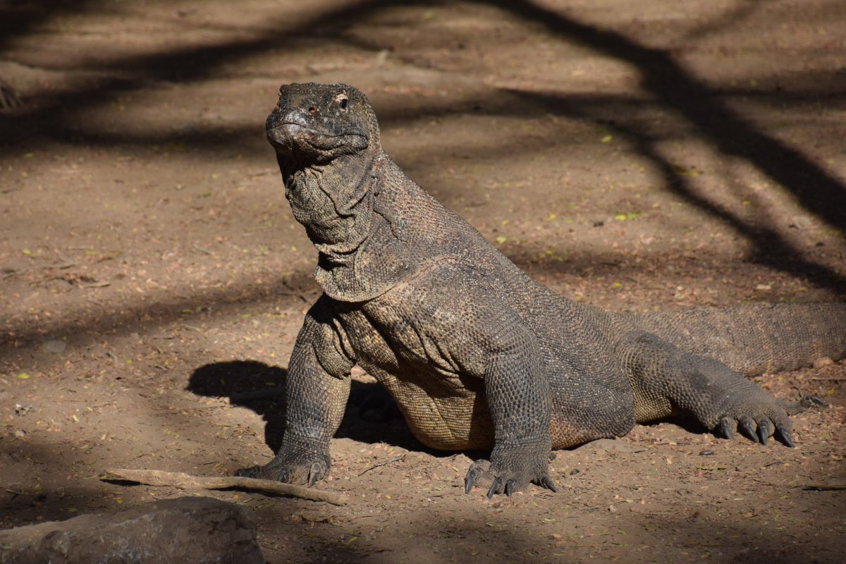 Komodo Island, Komodské ostrovy, Indonésie