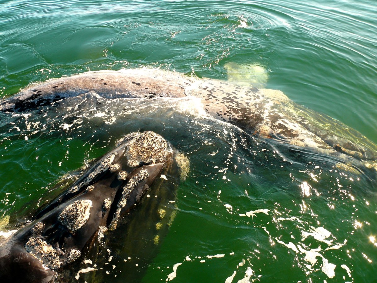 V okolí Hermanusu se dají pozorovat velryby, nejlepší je zimní sezóna, kdy připlouvají ke břehům
