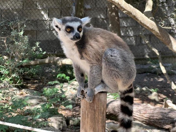 Kámoš lemur