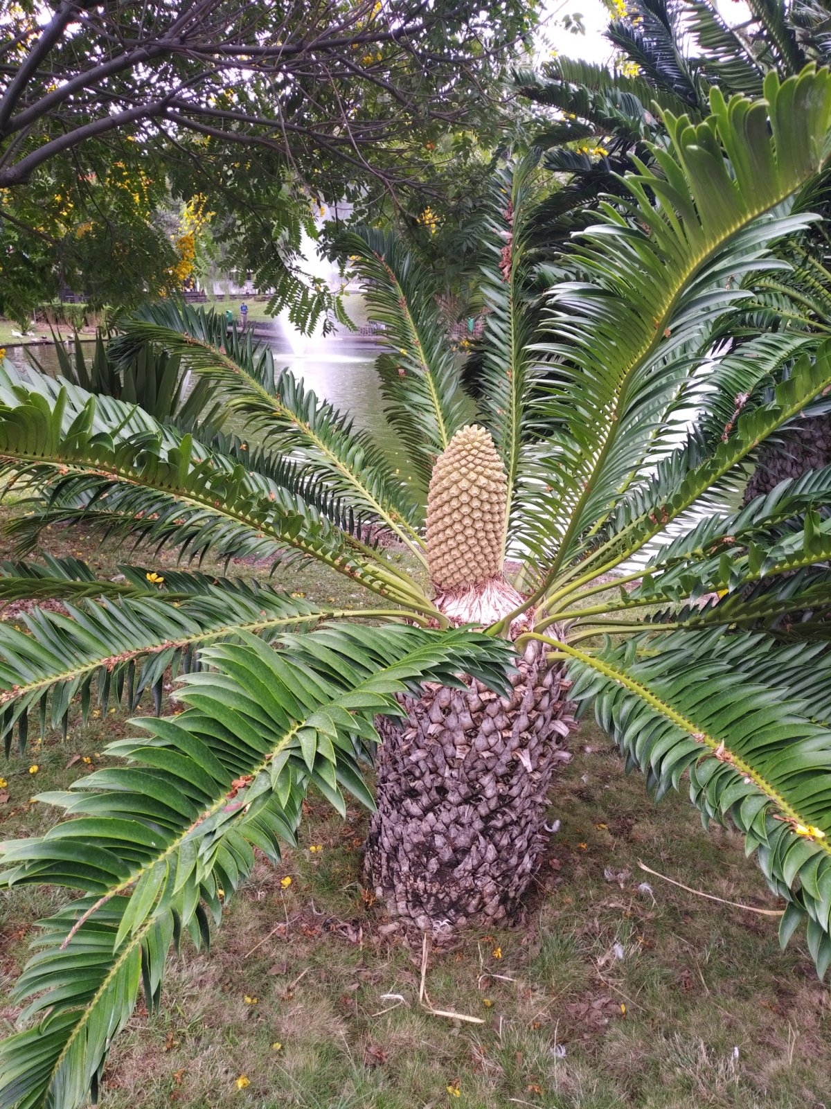 ananas