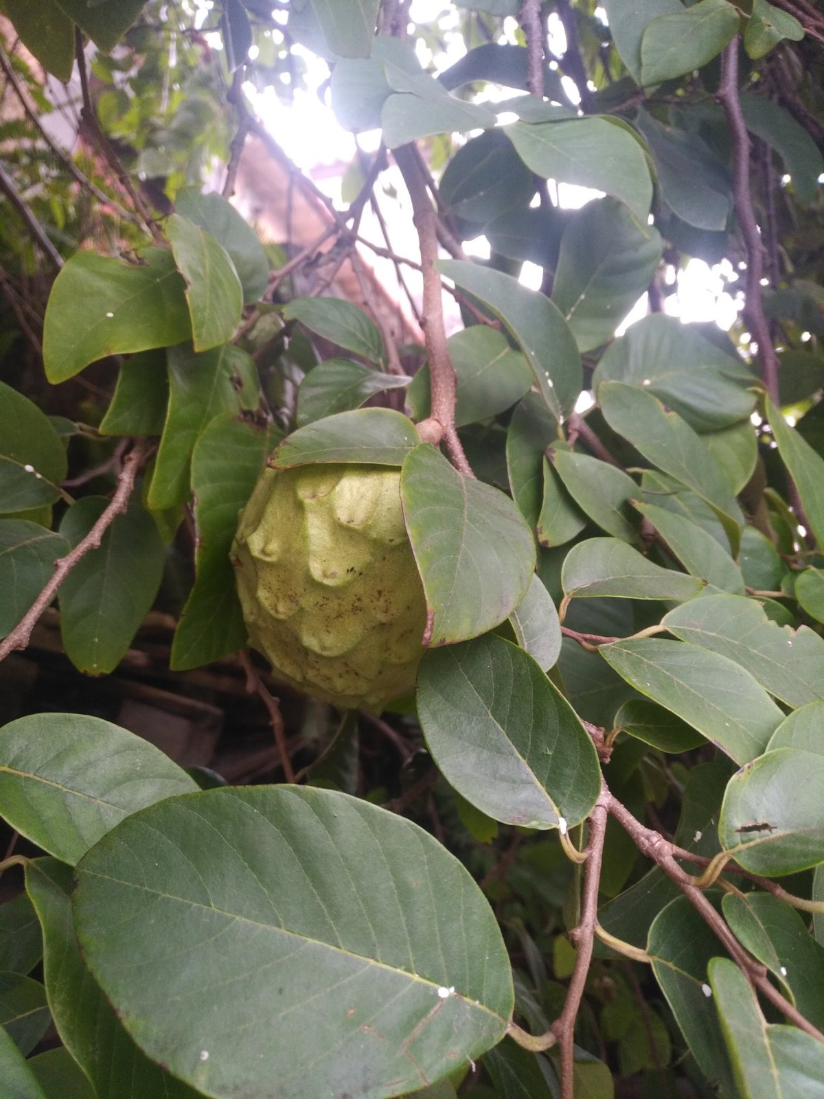 Cherimoya na stromě